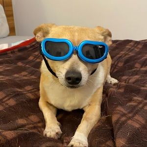 Doggles (dog goggles)